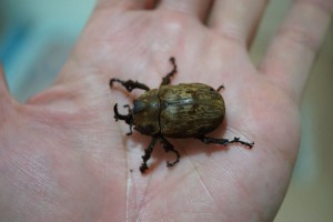 サビイロカブト