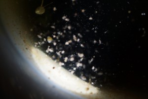 ダフニアミジンコたち