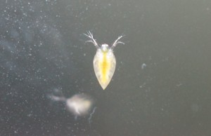 ダフニアミジンコ