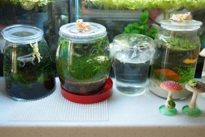 ボトルアクアリウム