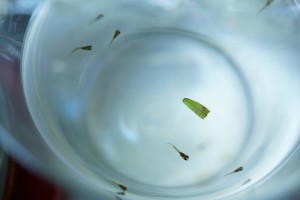 グッピー稚魚