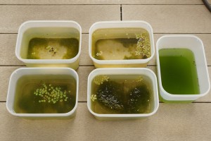 ミジンコ養殖場